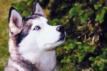 husky CloseUp