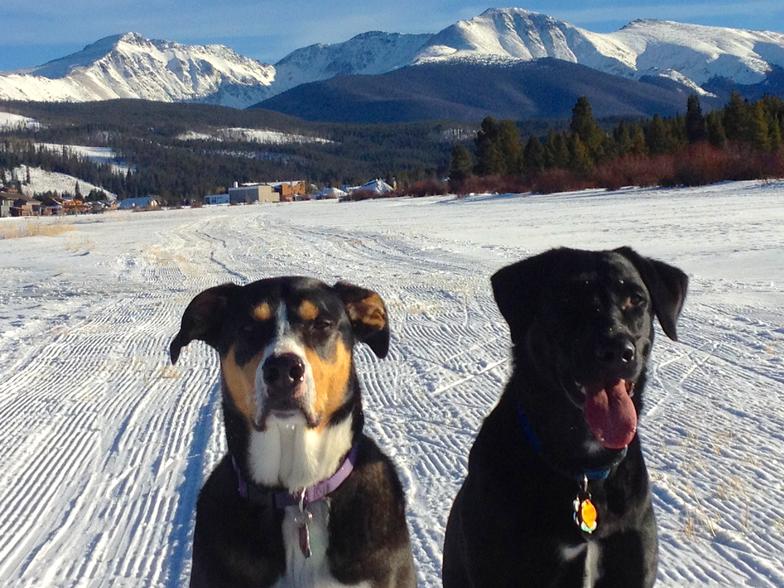 two dogs on the snow