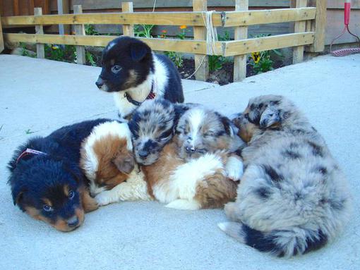 five puppies