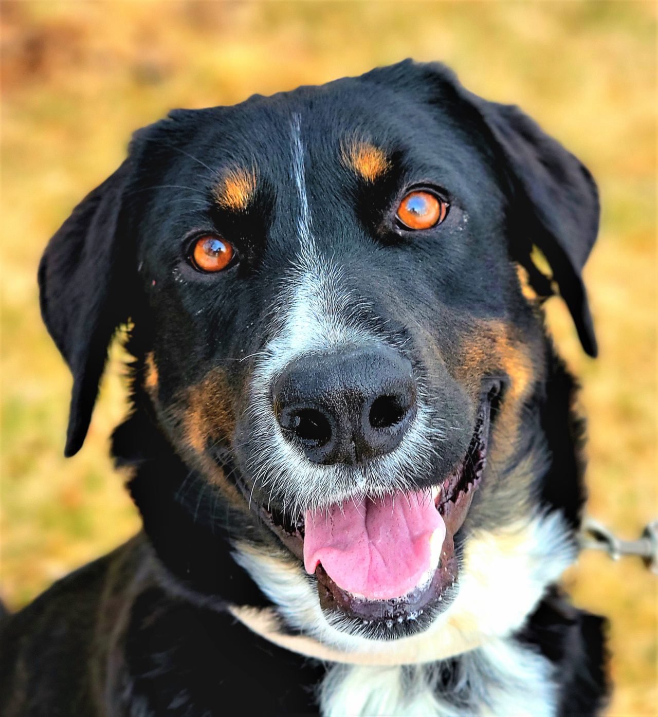 Mountain Pet Rescue site Help Match a Pet with a Loving Home