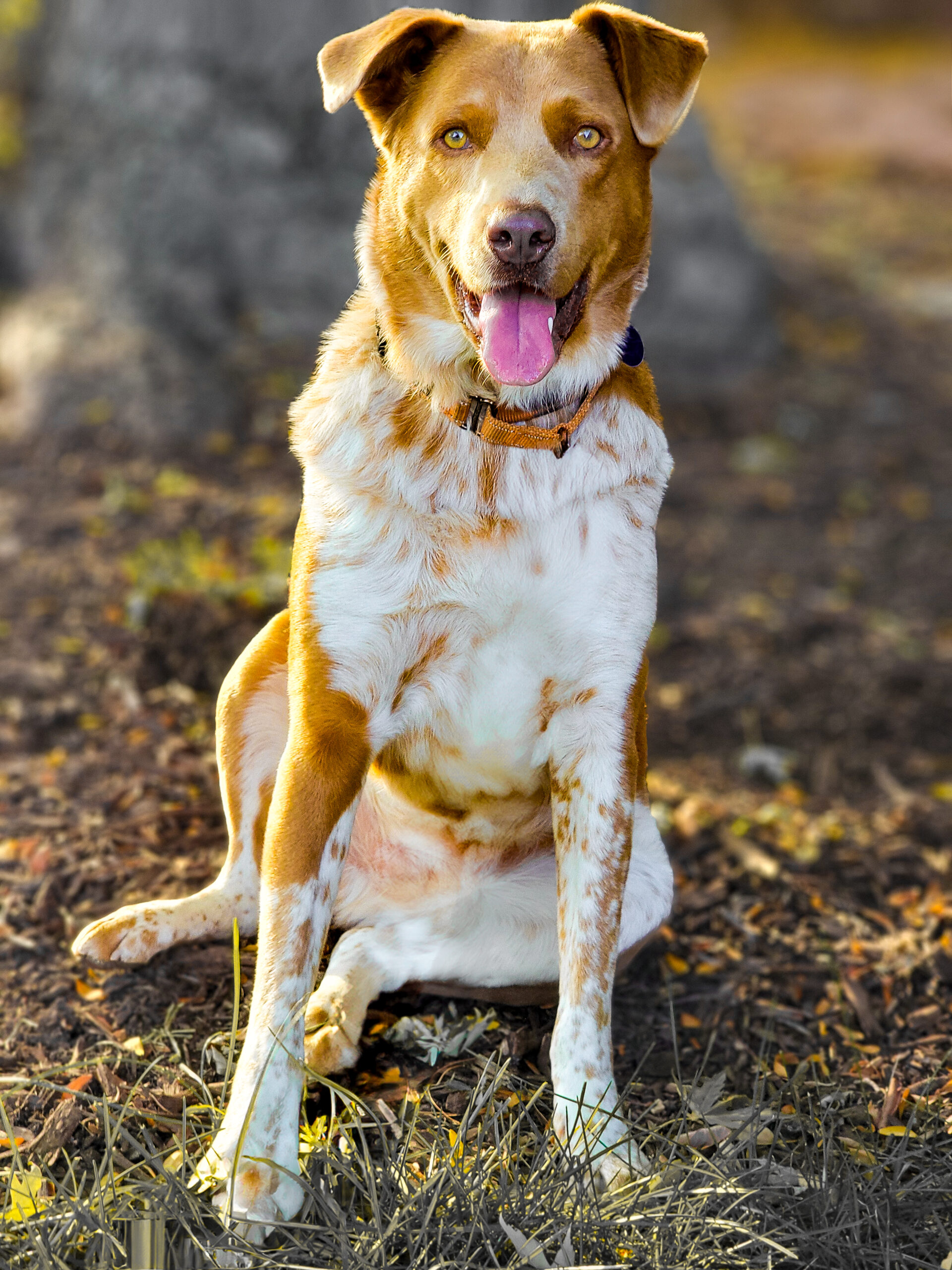 Adoptable_Border_Collie_mix