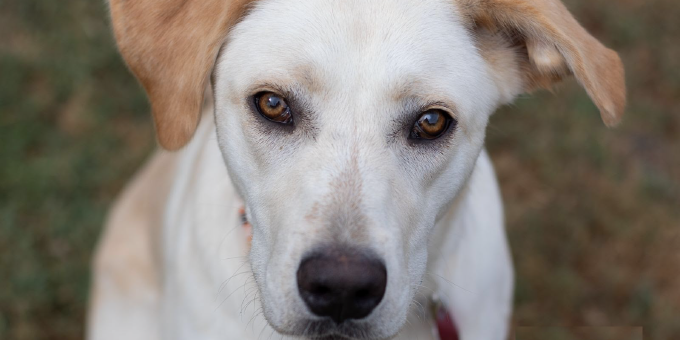 2025_MPR_CoGivesDay_680x340_fantasia