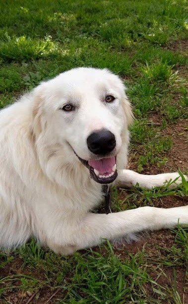 Adoptable_Australian_Shepherd_mix