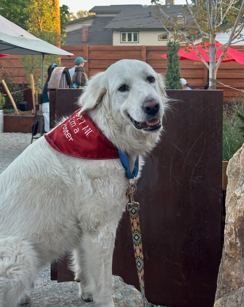 Adoptable_Great_Pyrenees