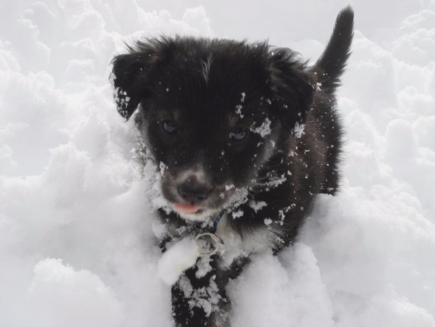 Black-Puppy-in-Snow