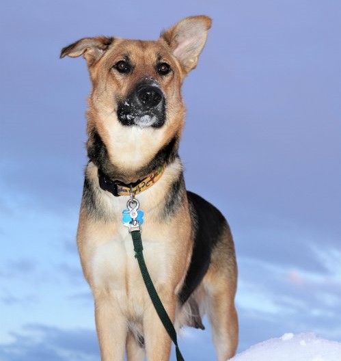 Adoptable_Shepherd_mix Adoptable_Great_Pyrenees_mix