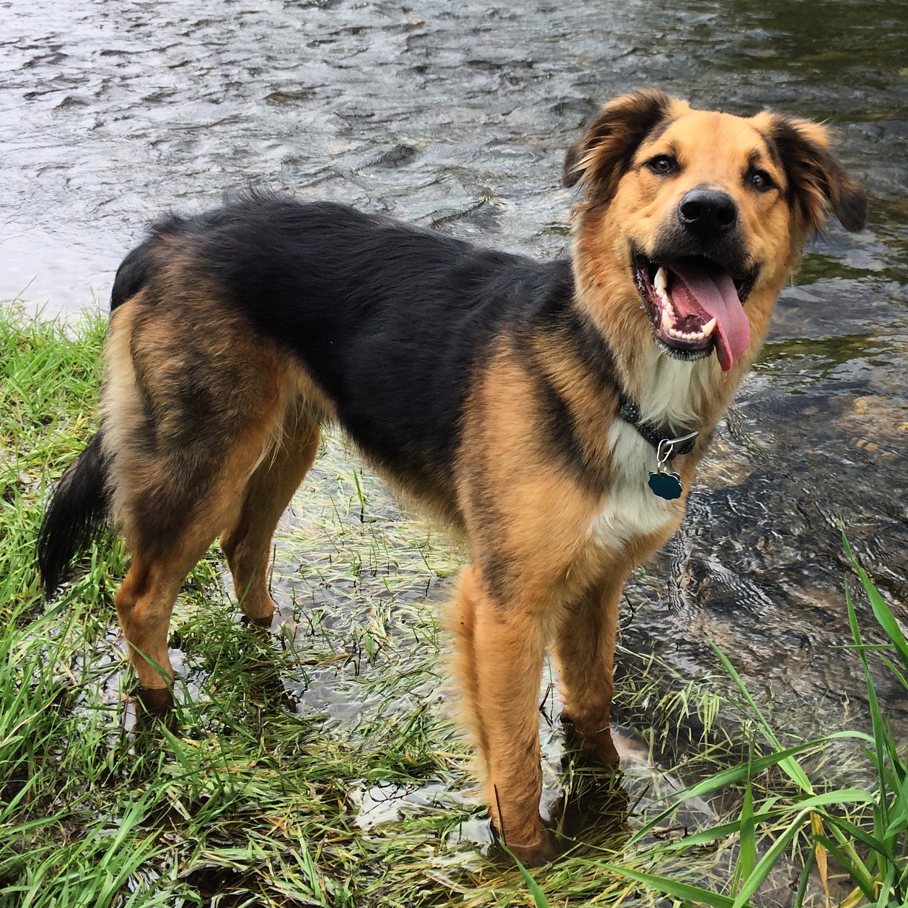 Porter’s Success Story Mountain Pet Rescue Website