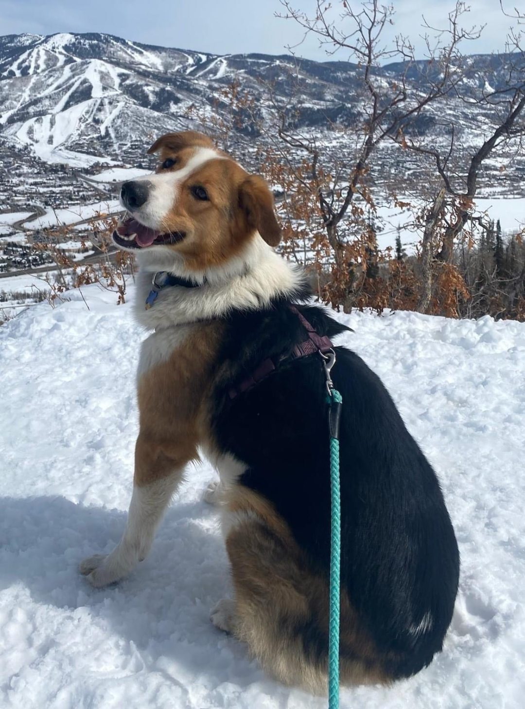 Mountain Pet Rescue site Help Match a Pet with a Loving Home