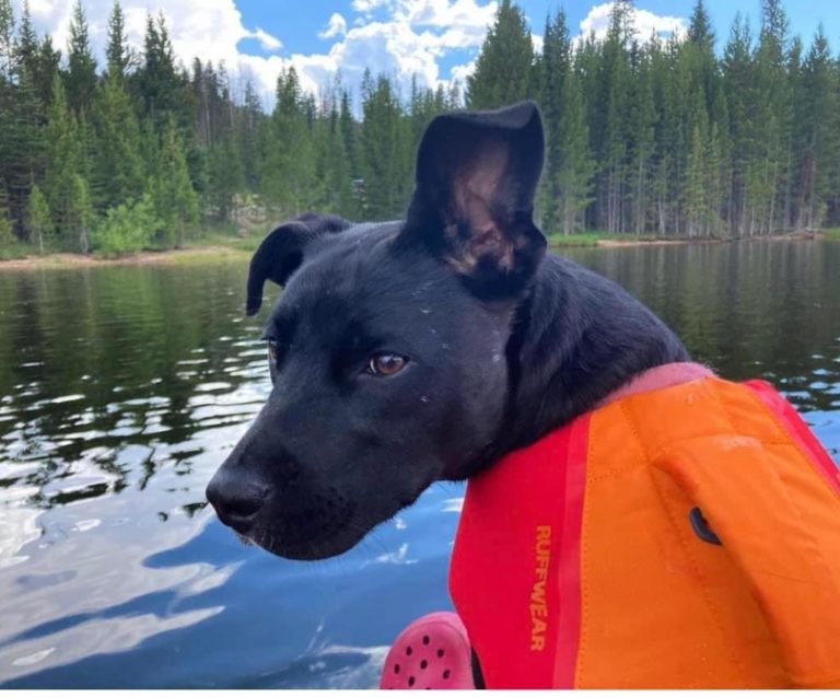 Mountain Pet Rescue site Help Match a Pet with a Loving Home