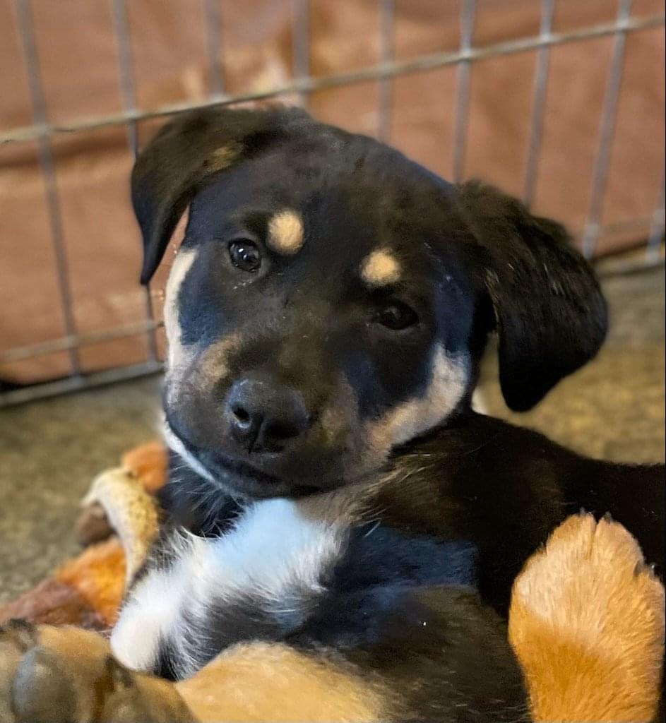 Adoptable_Shepherd_mix_Puppy Adoptable_Shepherd_mix_Puppy