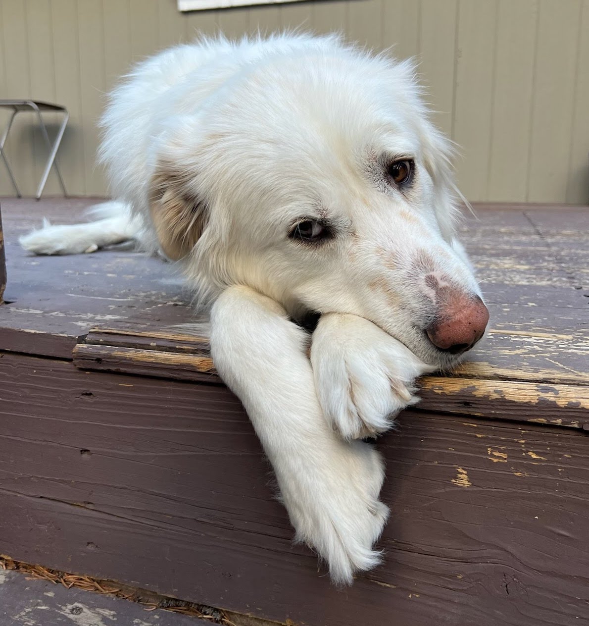 Adoptable_Great_Pyrenees_mix