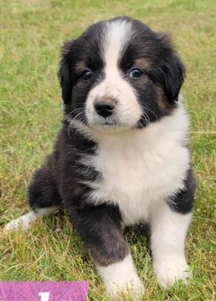 Adoptable_Bernese_puppy