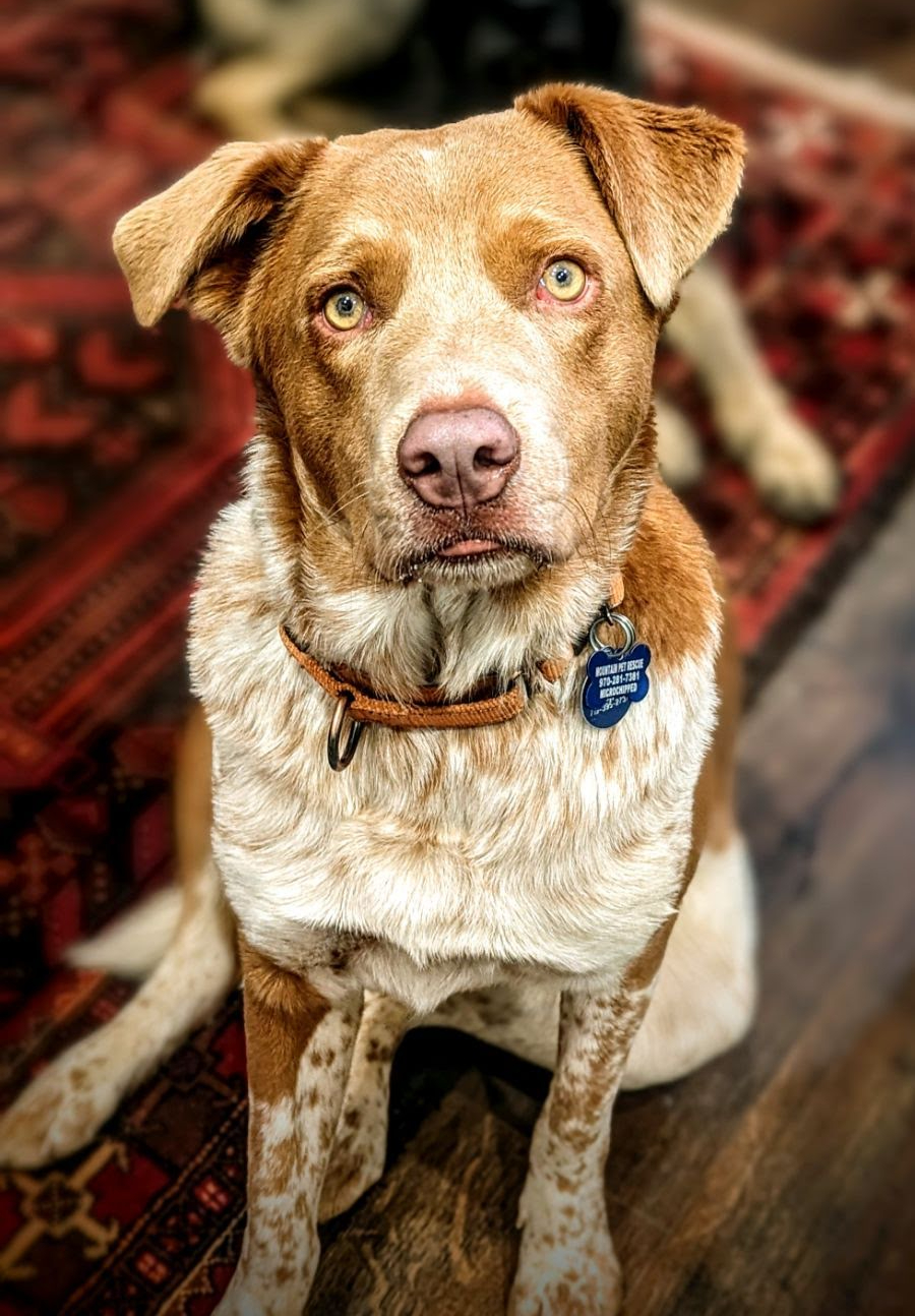 Adoptable_Border_Collie_mix