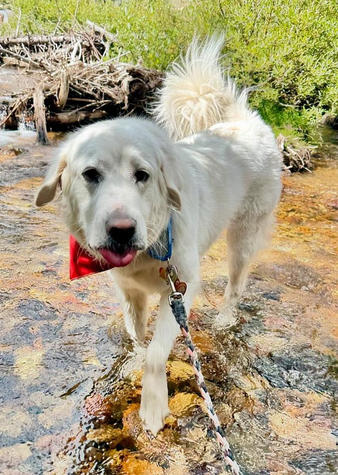 Adoptable_Great_Pyrenees