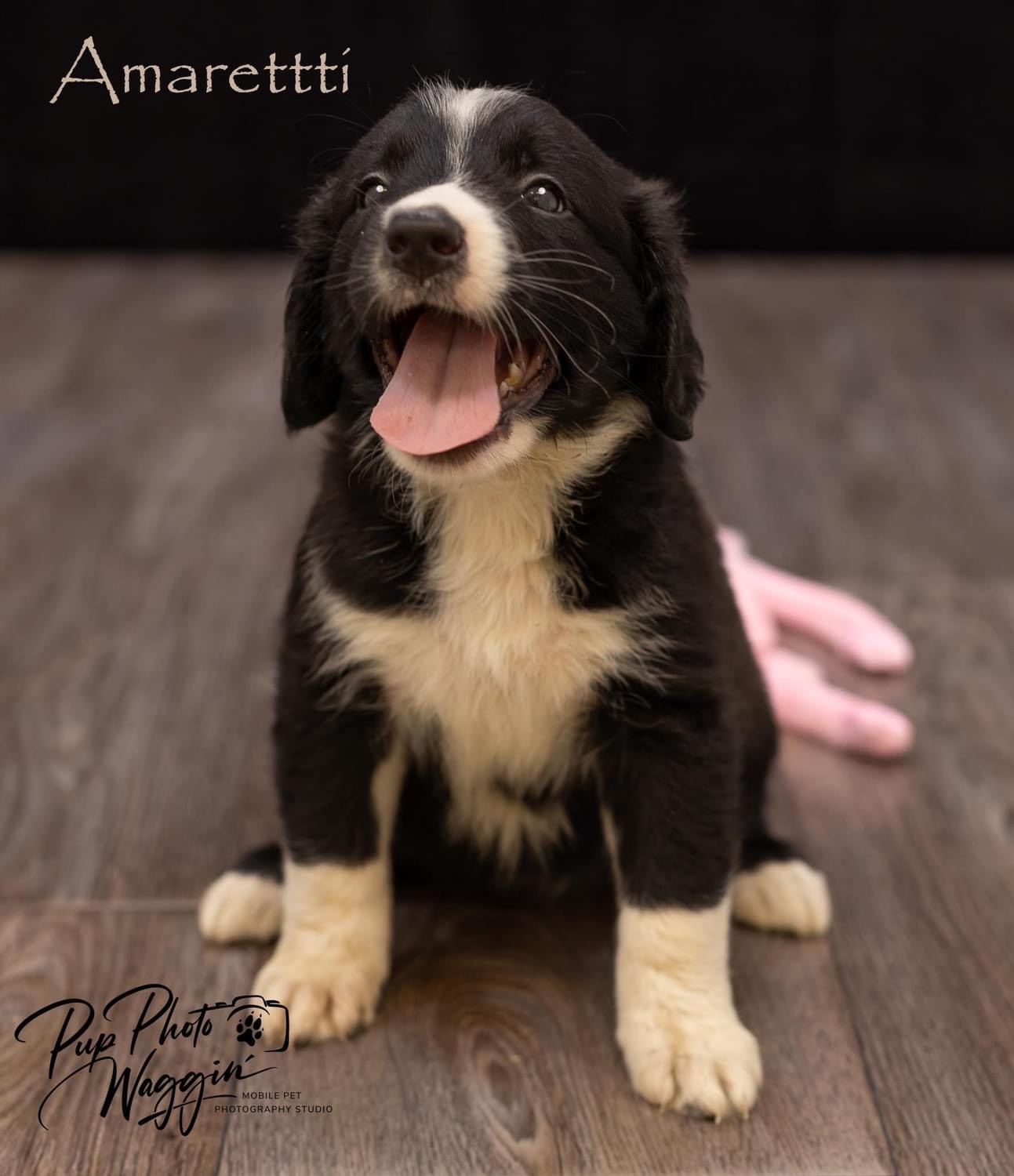 Adoptable_Bernese_puppy