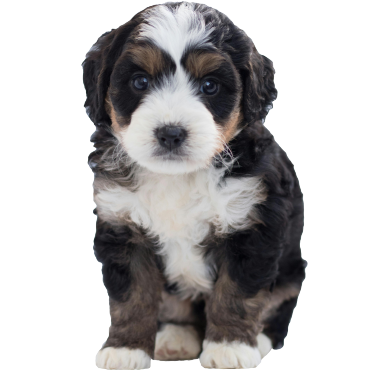 Adorable puppy