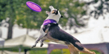 Arrow’s Success Story