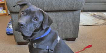 Jinks’ Success Story