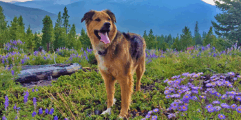 Porter’s Success Story