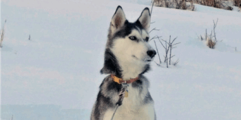 Tasha’s Happy Ending