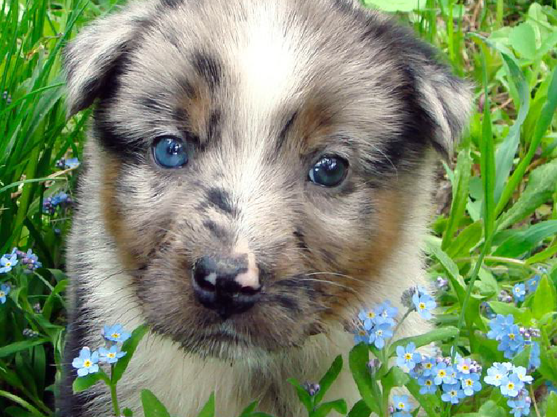 img_784x588_puppy-in-flowers