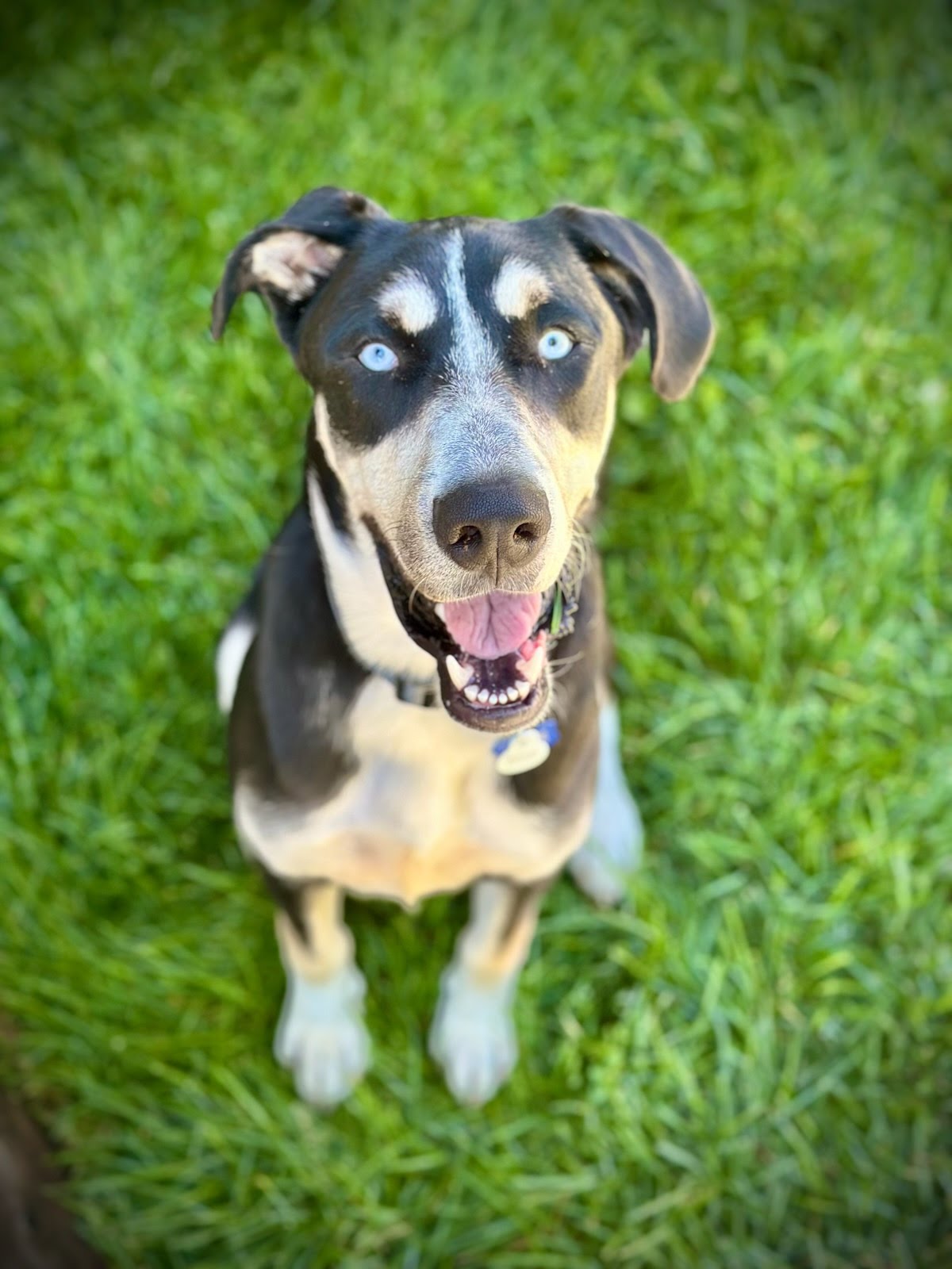 Adoptable_Husky_mix
