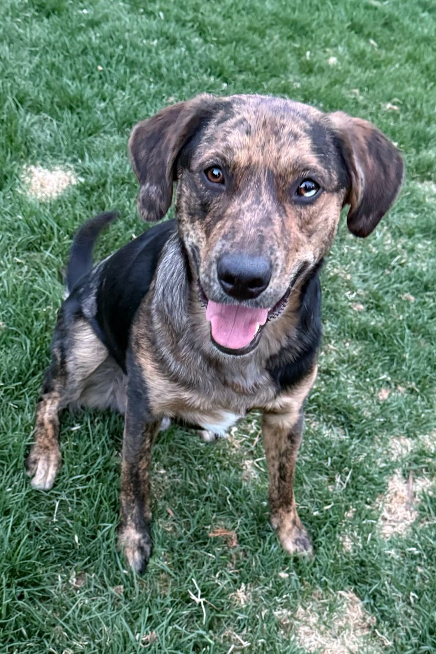 Adoptable_Aussie_Golden_mix