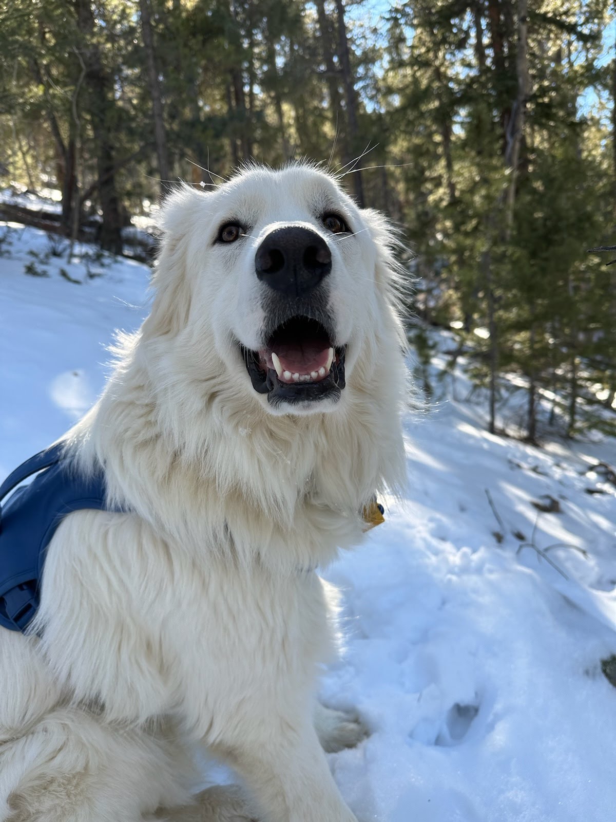 Adoptable_Great_Pyrenees